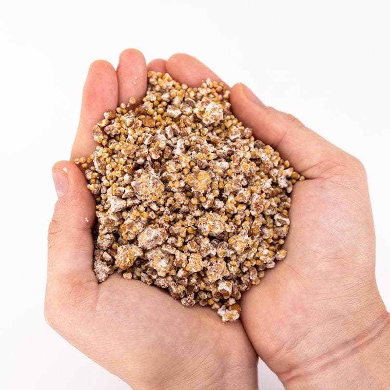 Organic Nameko Mushroom Grain Spawn - BetterGrow Hydro