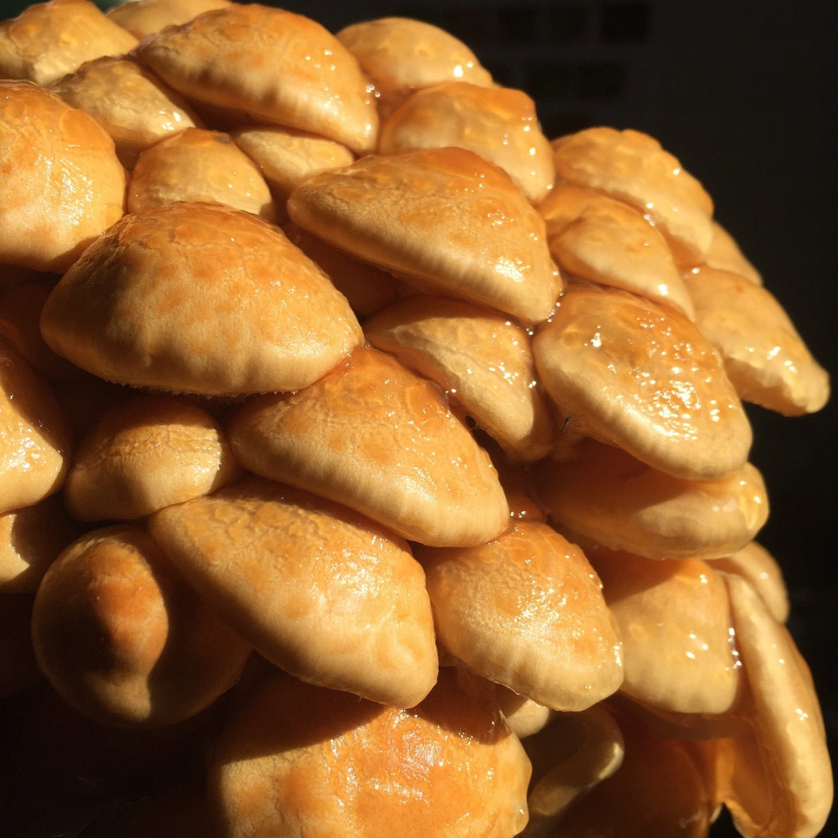 Organic Nameko Mushroom Grain Spawn - BetterGrow Hydro