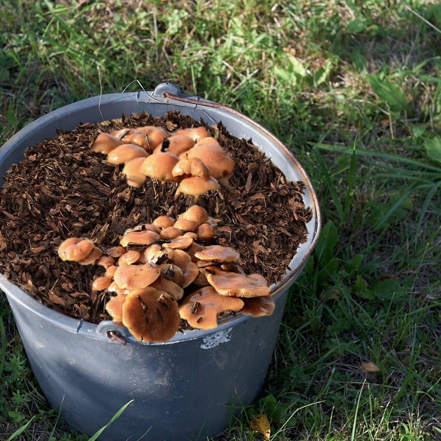 Organic Nameko Mushroom Sawdust Spawn - BetterGrow Hydro