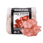 Organic Pink Oyster Mushroom Grain Spawn - BetterGrow Hydro