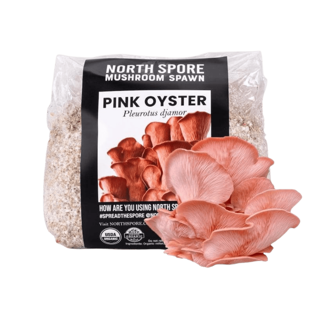 Organic Pink Oyster Mushroom Grain Spawn - BetterGrow Hydro