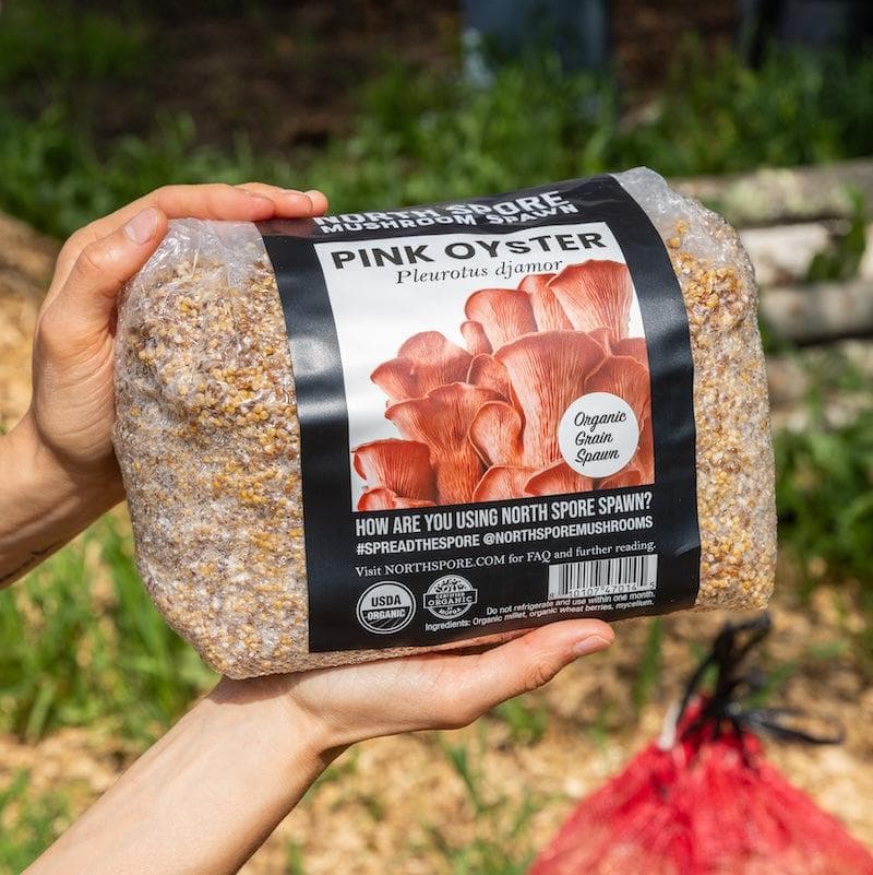 Organic Pink Oyster Mushroom Grain Spawn - BetterGrow Hydro