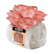 Organic Pink Oyster Mushroom Grow Kit Fruiting Block - BetterGrow Hydro