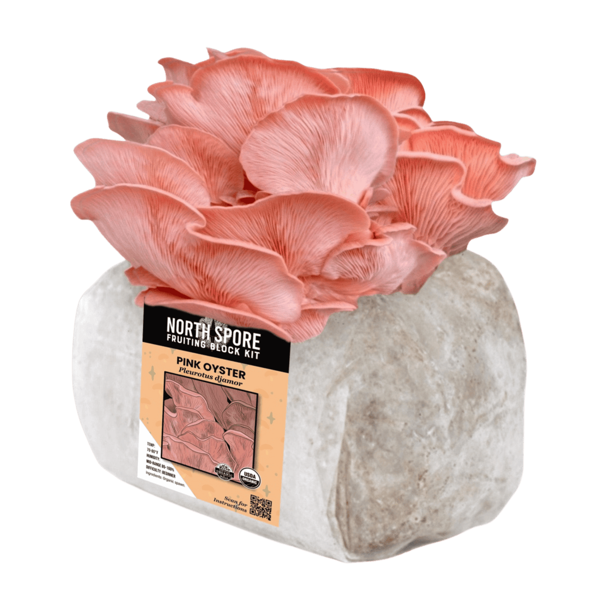 Organic Pink Oyster Mushroom Grow Kit Fruiting Block - BetterGrow Hydro