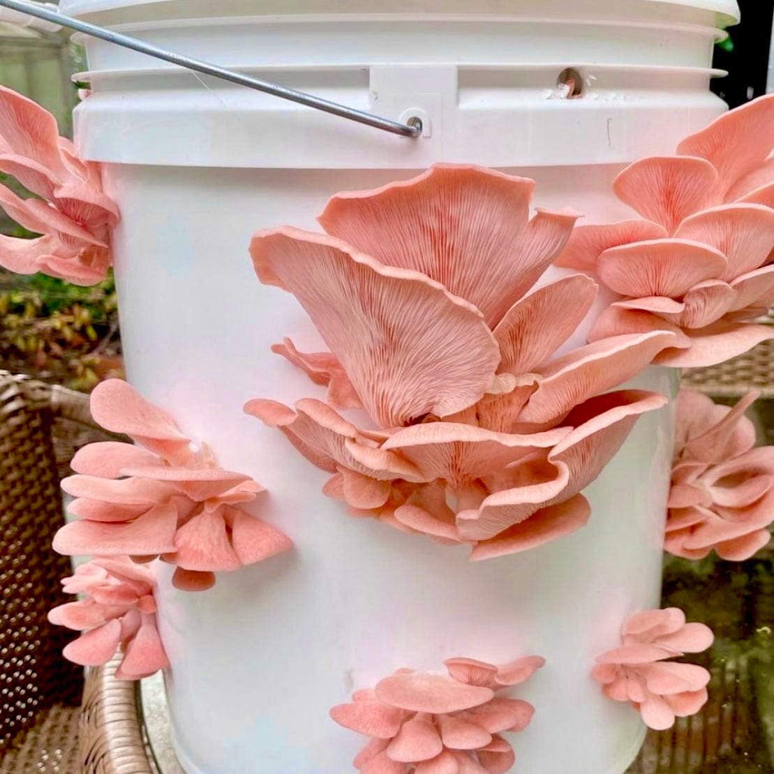 Organic Pink Oyster Mushroom Sawdust Spawn - BetterGrow Hydro