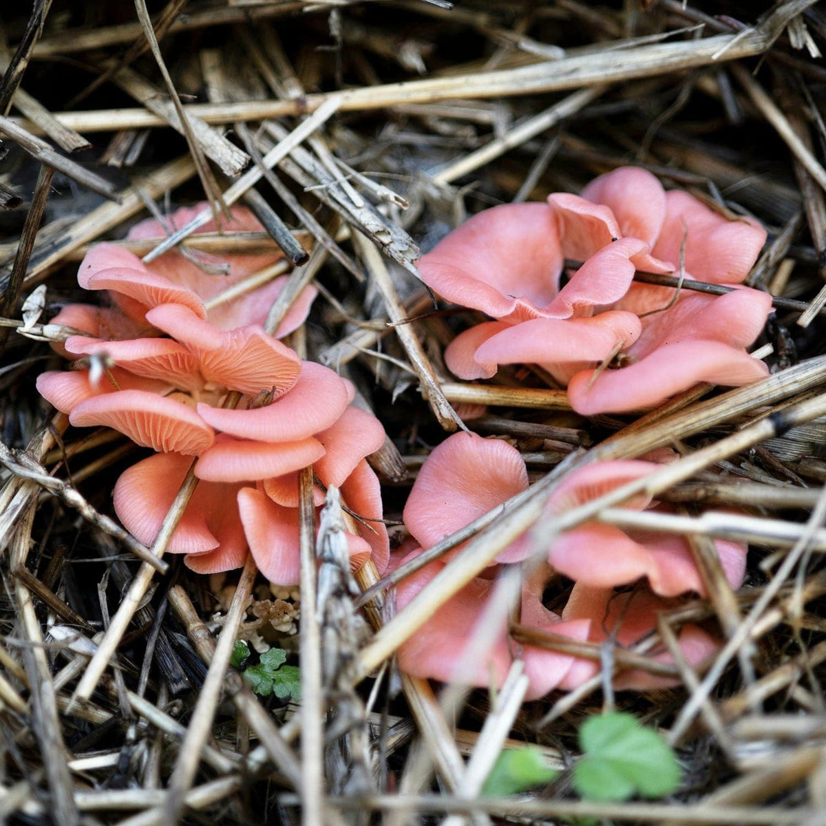 Organic Pink Oyster Mushroom Sawdust Spawn - BetterGrow Hydro