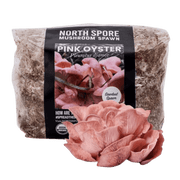 Organic Pink Oyster Mushroom Sawdust Spawn - BetterGrow Hydro