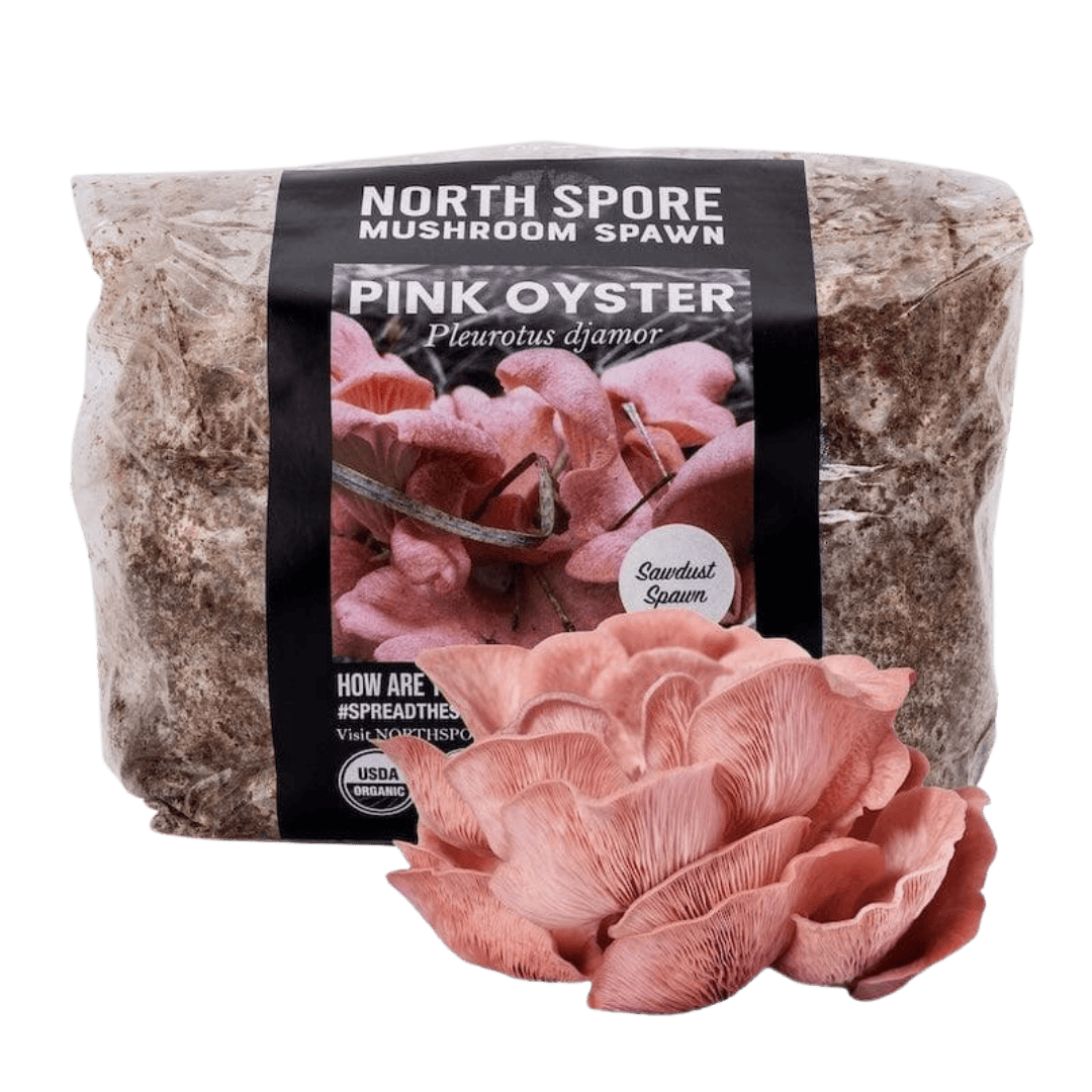 Organic Pink Oyster Mushroom Sawdust Spawn - BetterGrow Hydro