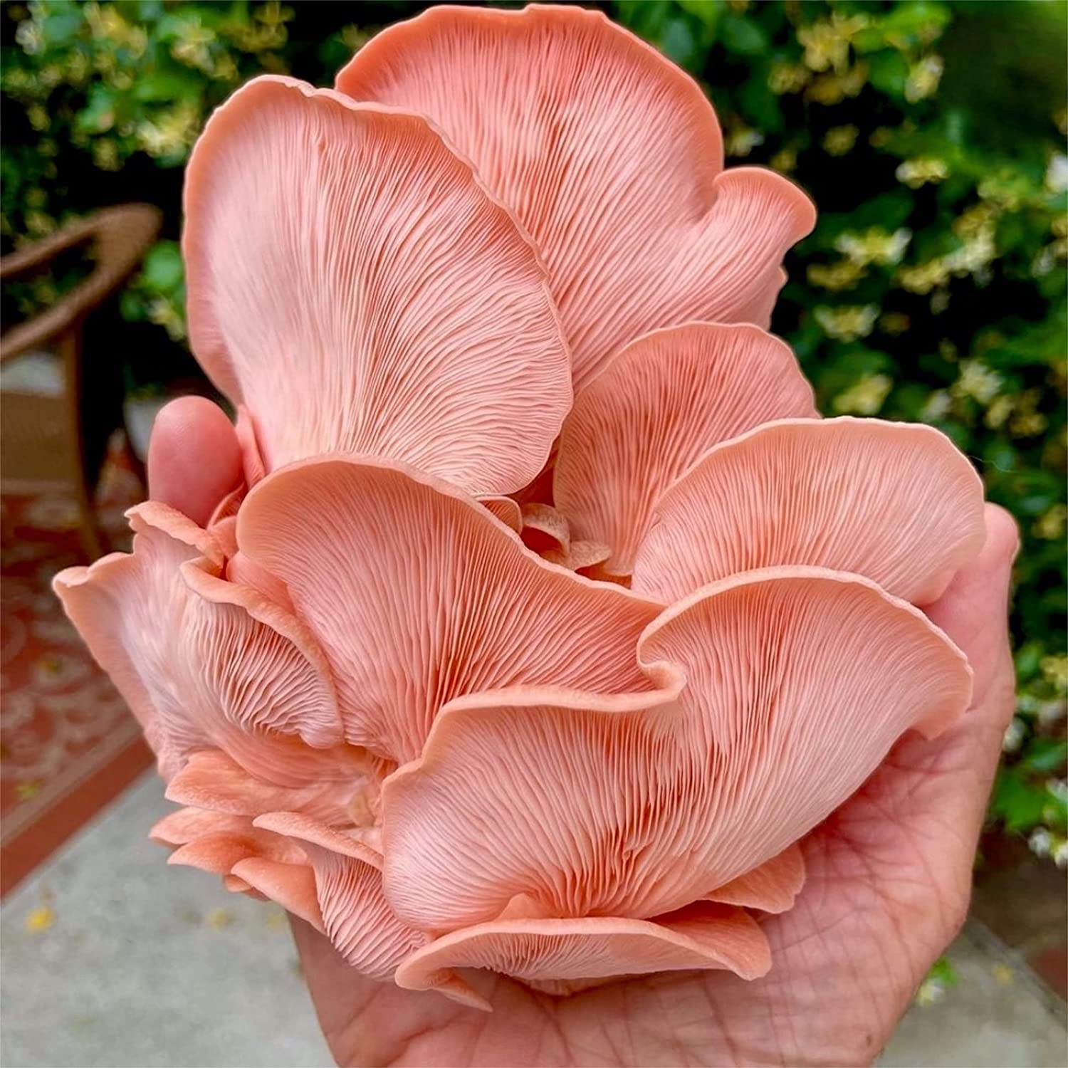 Organic Pink Oyster ‘Spray & Grow’ Mushroom Growing Kit - BetterGrow Hydro