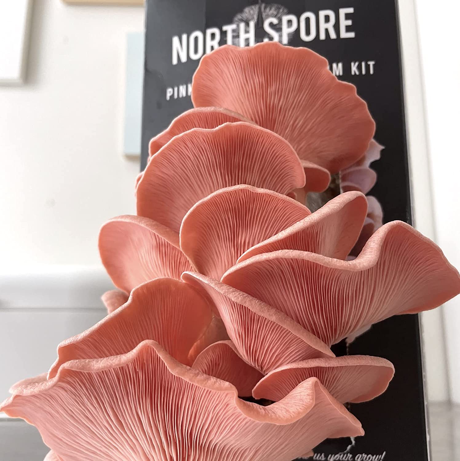 Organic Pink Oyster ‘Spray & Grow’ Mushroom Growing Kit - BetterGrow Hydro