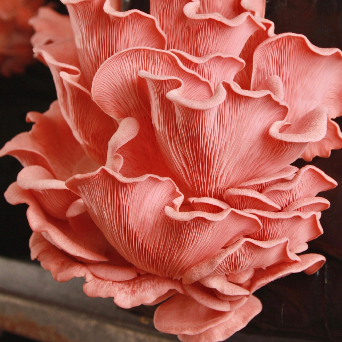 Organic Pink Oyster ‘Spray & Grow’ Mushroom Growing Kit - BetterGrow Hydro