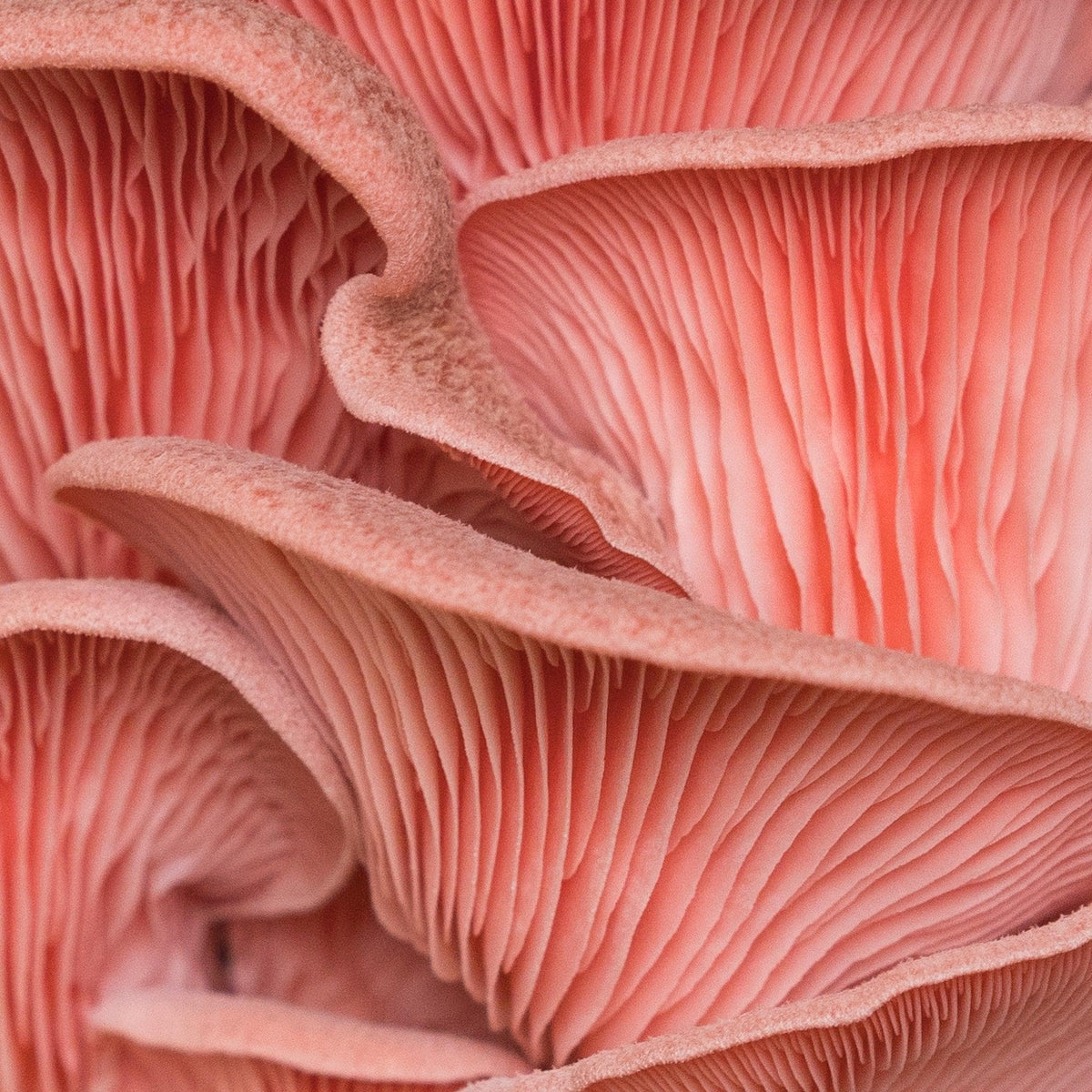Organic Pink Oyster ‘Spray & Grow’ Mushroom Growing Kit - BetterGrow Hydro