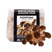 Organic Pioppino Mushroom Grain Spawn - BetterGrow Hydro