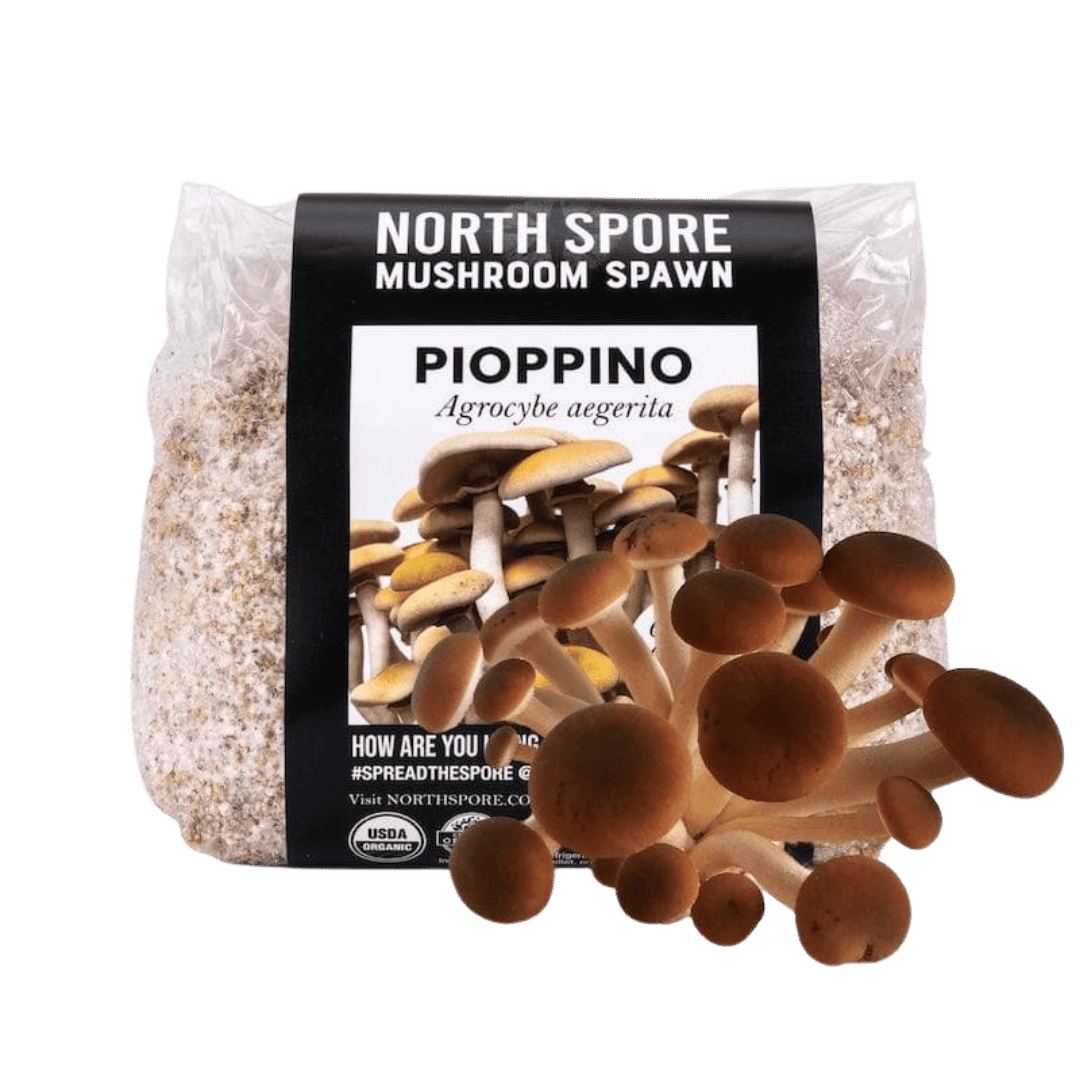 Organic Pioppino Mushroom Grain Spawn - BetterGrow Hydro