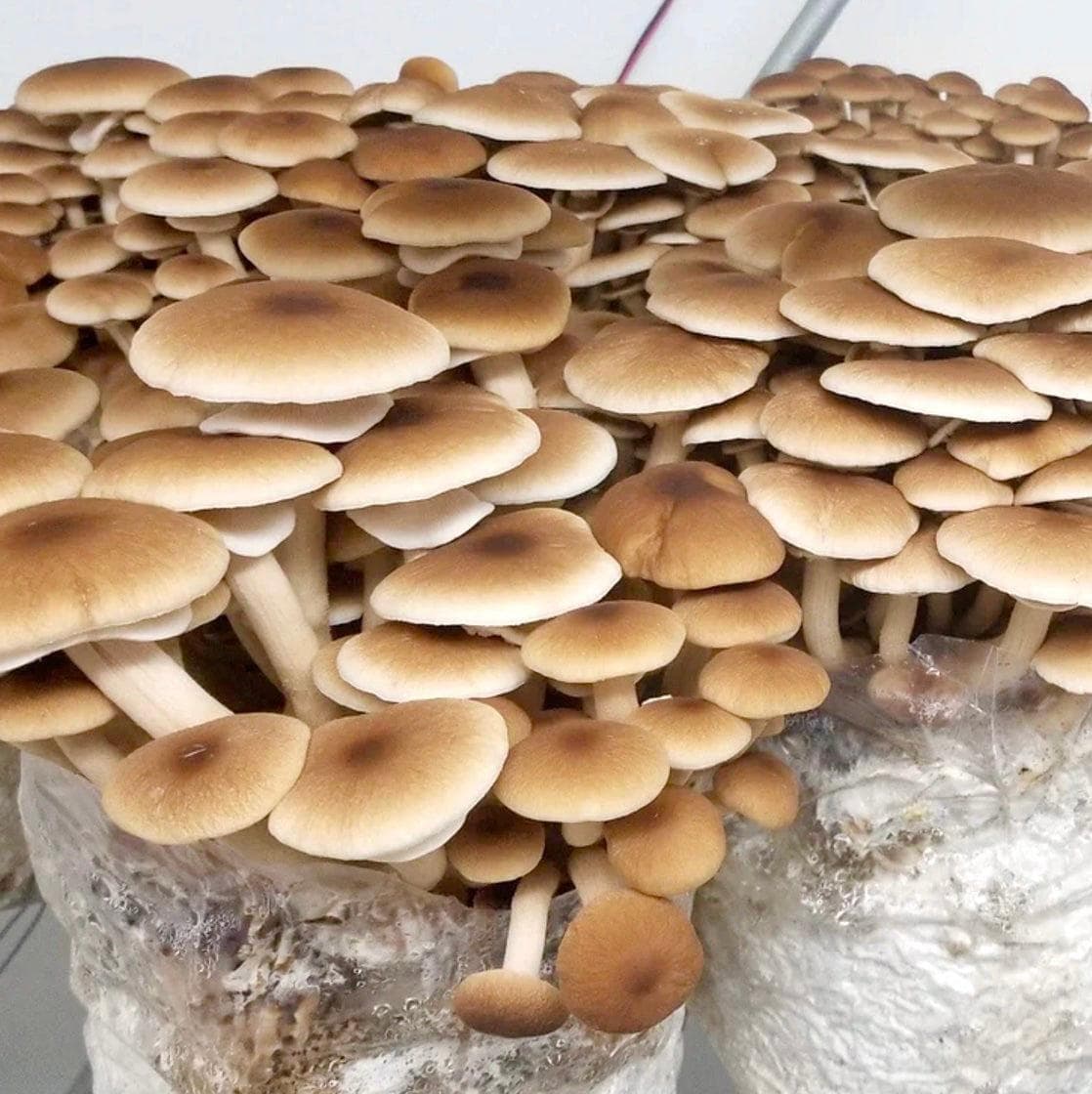 Organic Pioppino Mushroom Grain Spawn - BetterGrow Hydro
