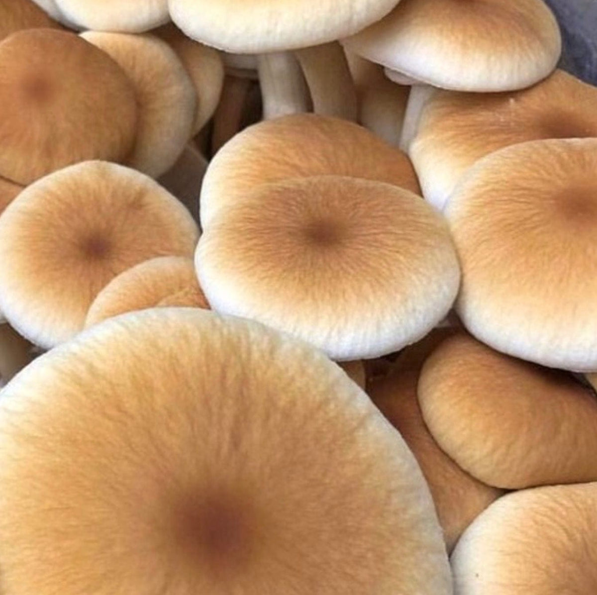 Organic Pioppino Mushroom Grain Spawn - BetterGrow Hydro