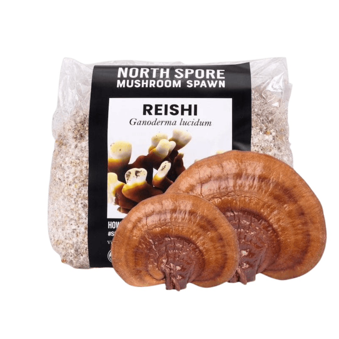 Organic Red Reishi Mushroom Grain Spawn - BetterGrow Hydro