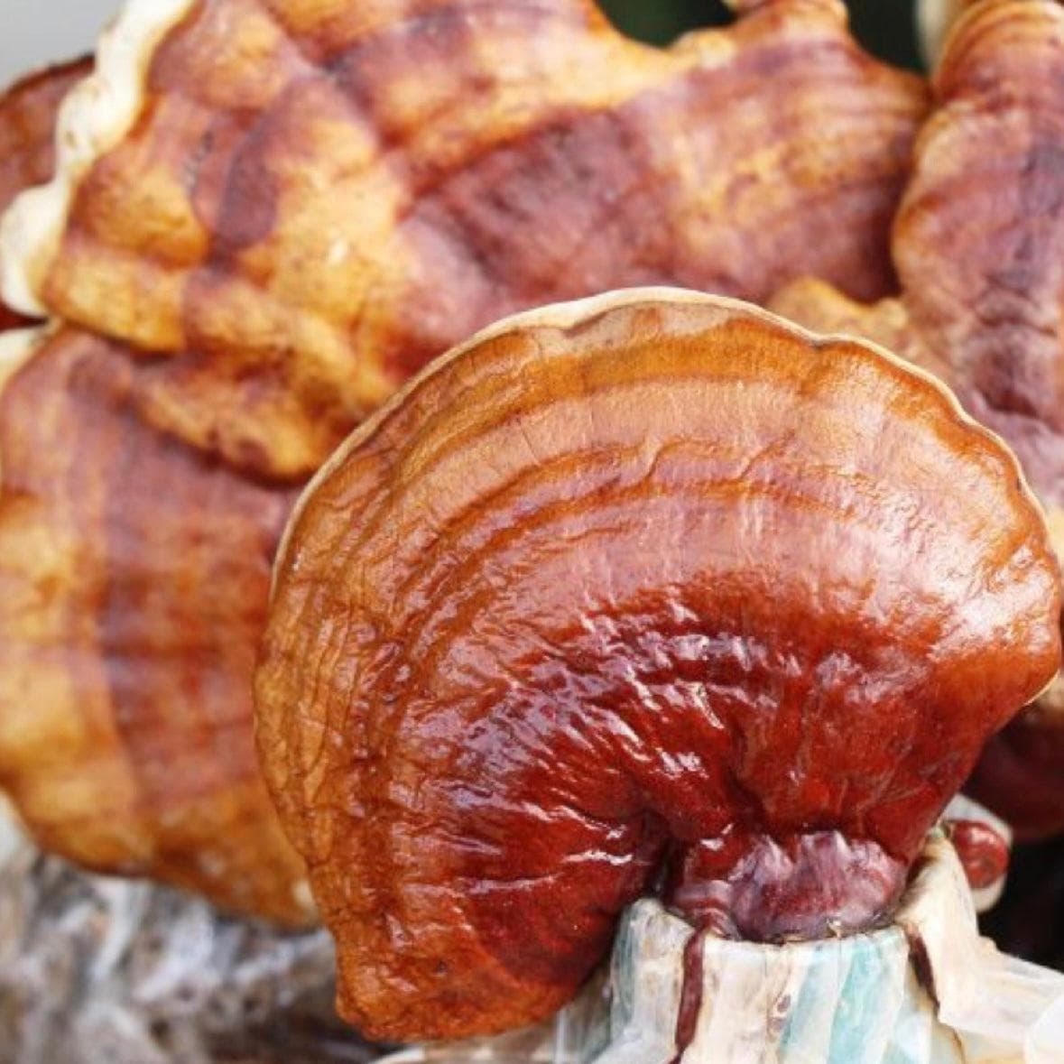 Organic Red Reishi Mushroom Grain Spawn - BetterGrow Hydro