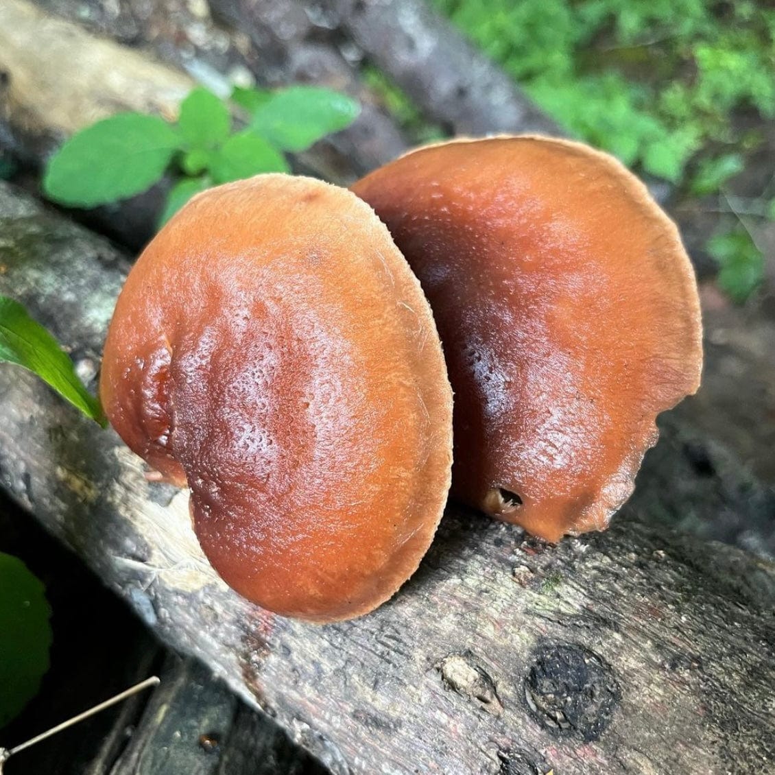 Organic Red Reishi Mushroom Plug Spawn - BetterGrow Hydro