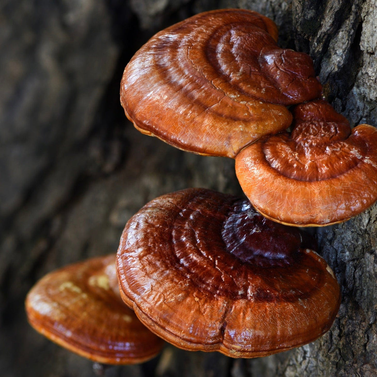 Organic Red Reishi Mushroom Sawdust Spawn - BetterGrow Hydro