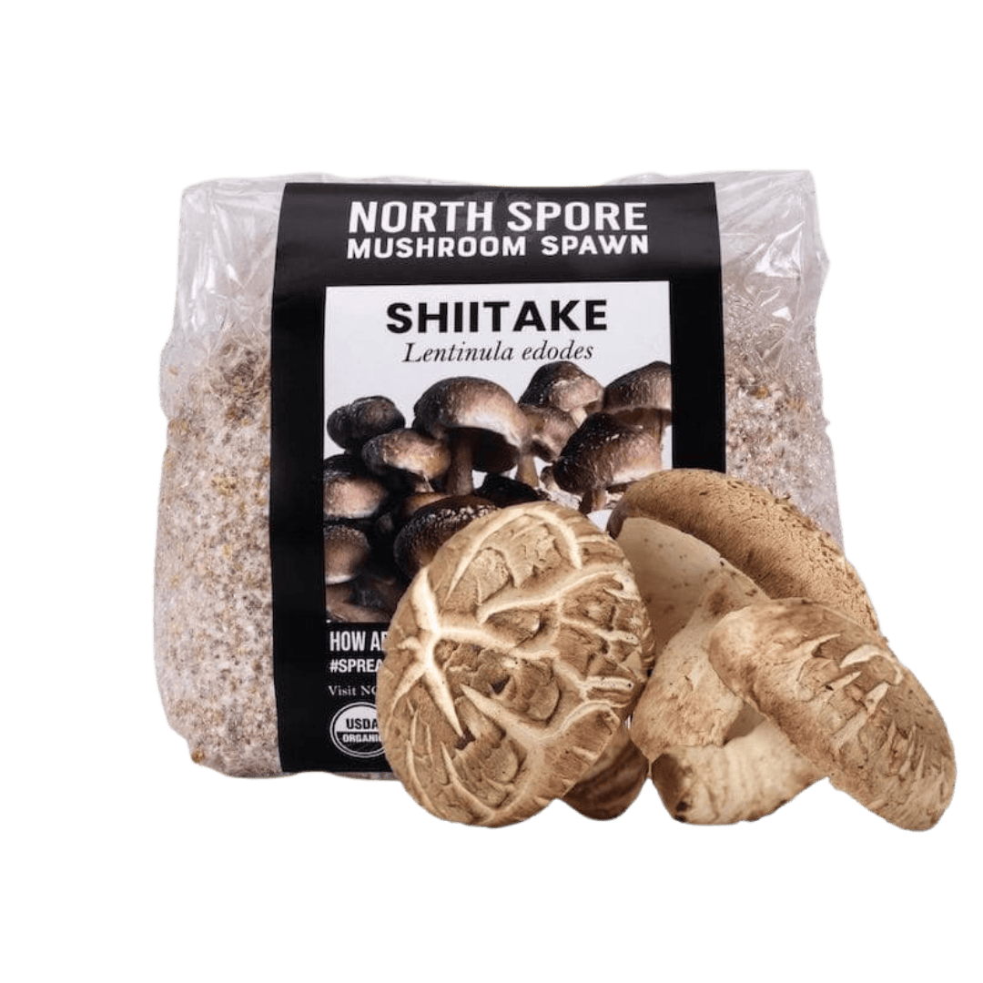 Organic Shiitake Mushroom Grain Spawn - BetterGrow Hydro