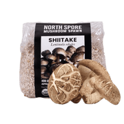 Organic Shiitake Mushroom Grain Spawn - BetterGrow Hydro