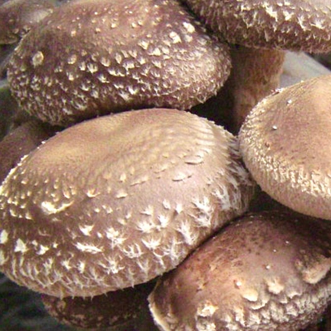 Organic Shiitake Mushroom Grain Spawn - BetterGrow Hydro