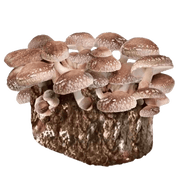 Organic Shiitake Mushroom Grow Kit Fruiting Block - BetterGrow Hydro