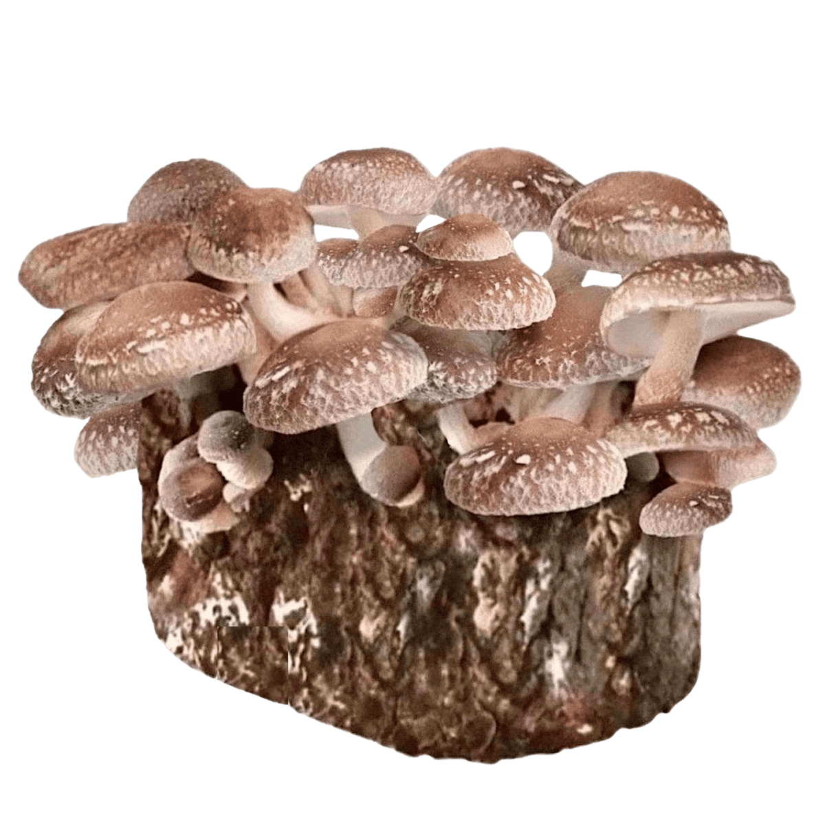 Organic Shiitake Mushroom Grow Kit Fruiting Block - BetterGrow Hydro