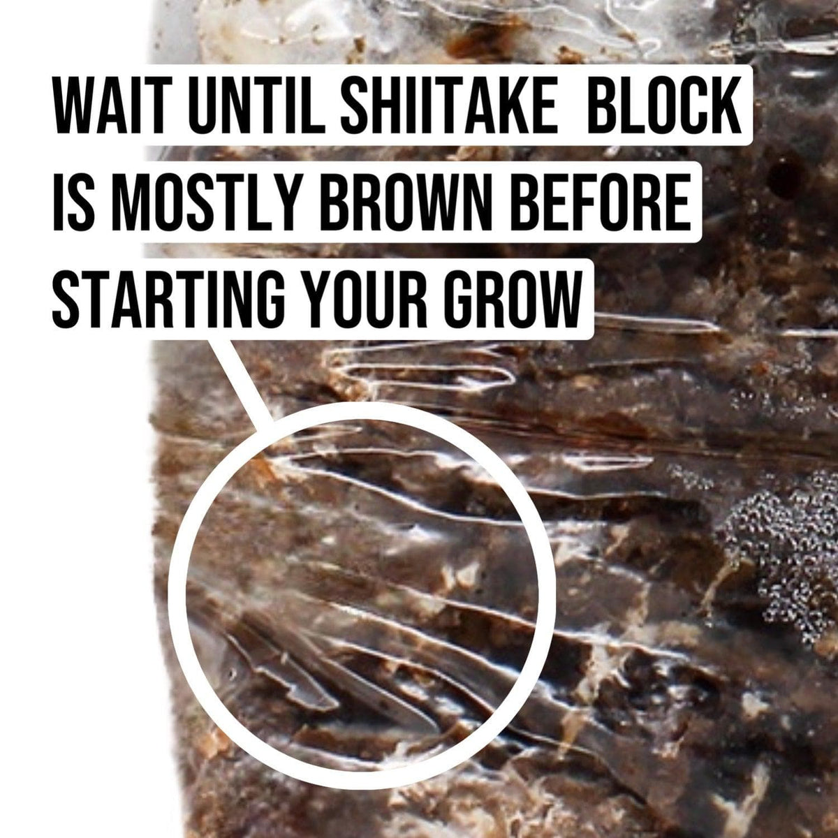 Organic Shiitake Mushroom Grow Kit Fruiting Block - BetterGrow Hydro