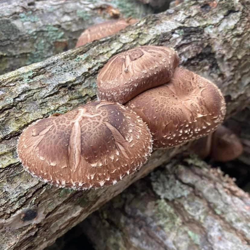 Organic Shiitake Mushroom Log Kit - BetterGrow Hydro