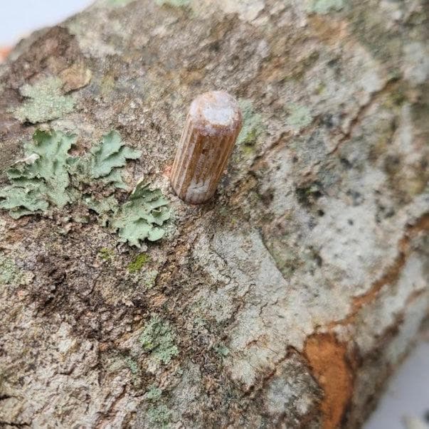 Organic Shiitake Mushroom Log Kit - BetterGrow Hydro