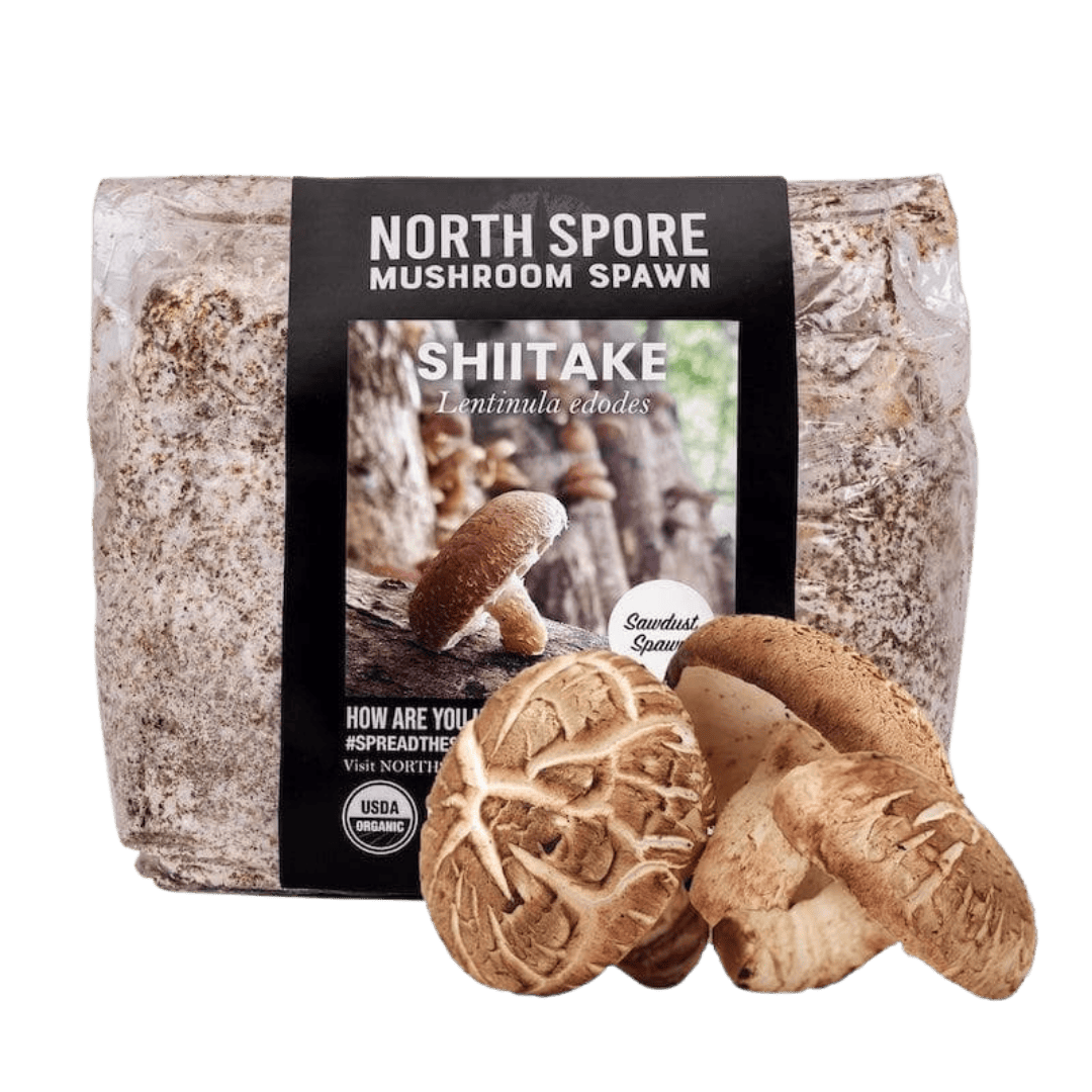 Organic Shiitake Mushroom Sawdust Spawn - BetterGrow Hydro