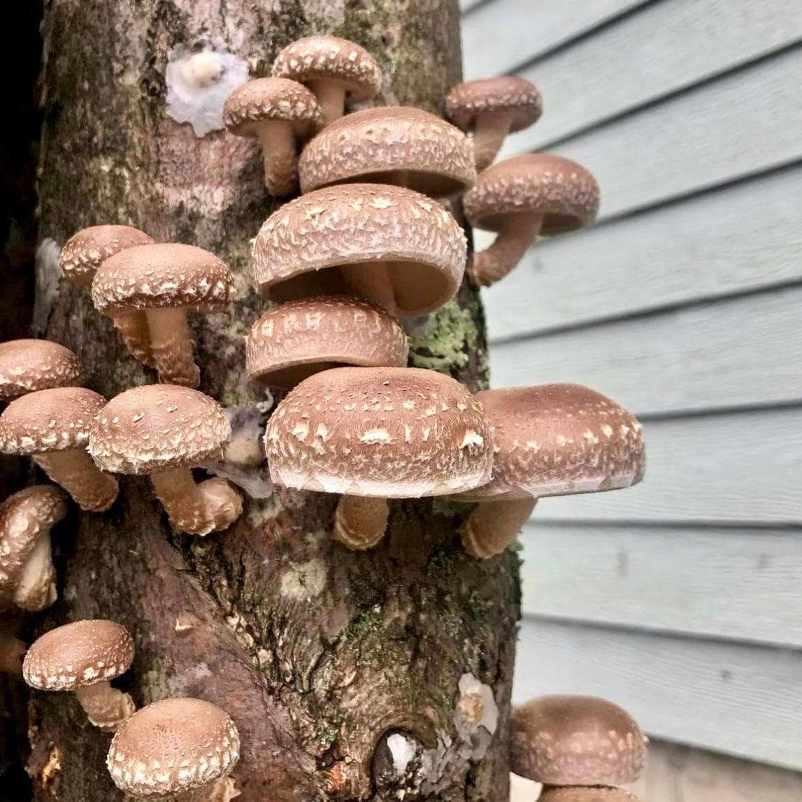 Organic Shiitake Mushroom Sawdust Spawn - BetterGrow Hydro