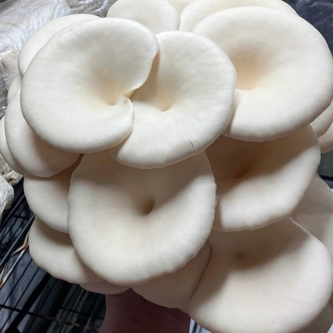 Organic Snow Oyster Mushroom Grain Spawn - BetterGrow Hydro