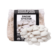 Organic Snow Oyster Mushroom Grain Spawn - BetterGrow Hydro