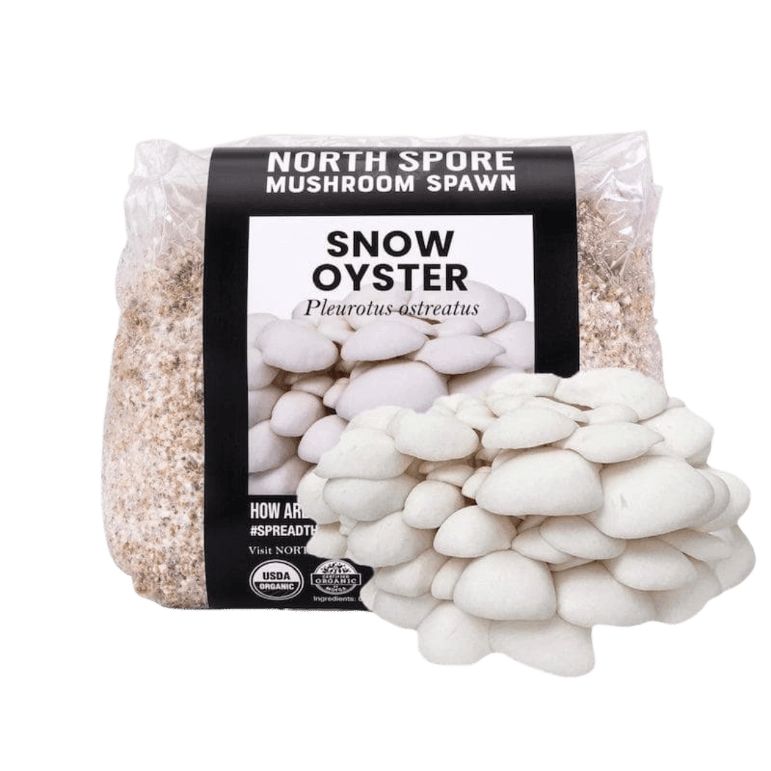 Organic Snow Oyster Mushroom Grain Spawn - BetterGrow Hydro