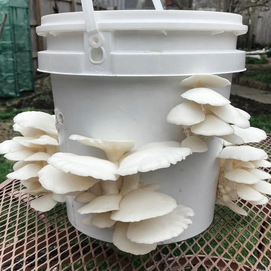 Organic Snow Oyster Mushroom Grain Spawn - BetterGrow Hydro