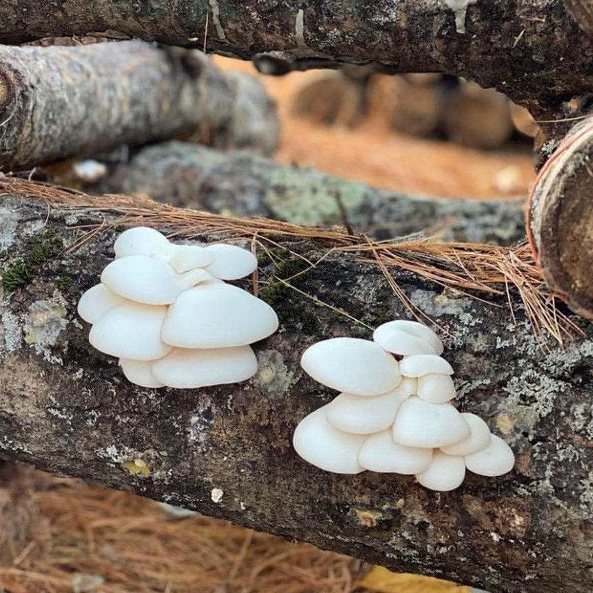 Organic Snow Oyster Mushroom Log Kit - BetterGrow Hydro