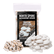 Organic Snow Oyster Mushroom Plug Spawn - BetterGrow Hydro