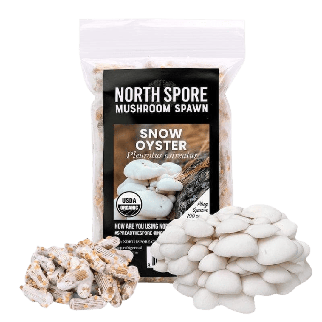 Organic Snow Oyster Mushroom Plug Spawn - BetterGrow Hydro