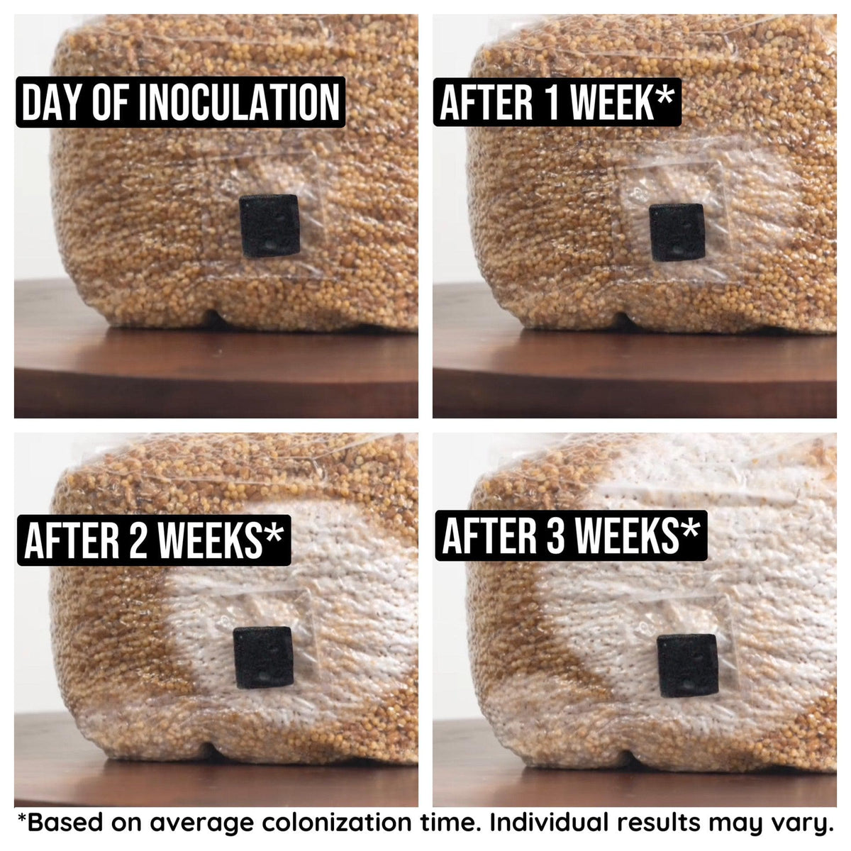 Organic Sterilized Grain Bag with Injection Port - BetterGrow Hydro