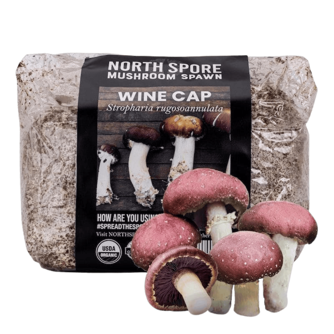 Organic Wine Cap Mushroom Sawdust Spawn - BetterGrow Hydro