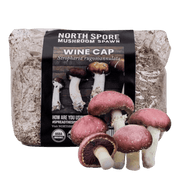 Organic Wine Cap Mushroom Sawdust Spawn - BetterGrow Hydro