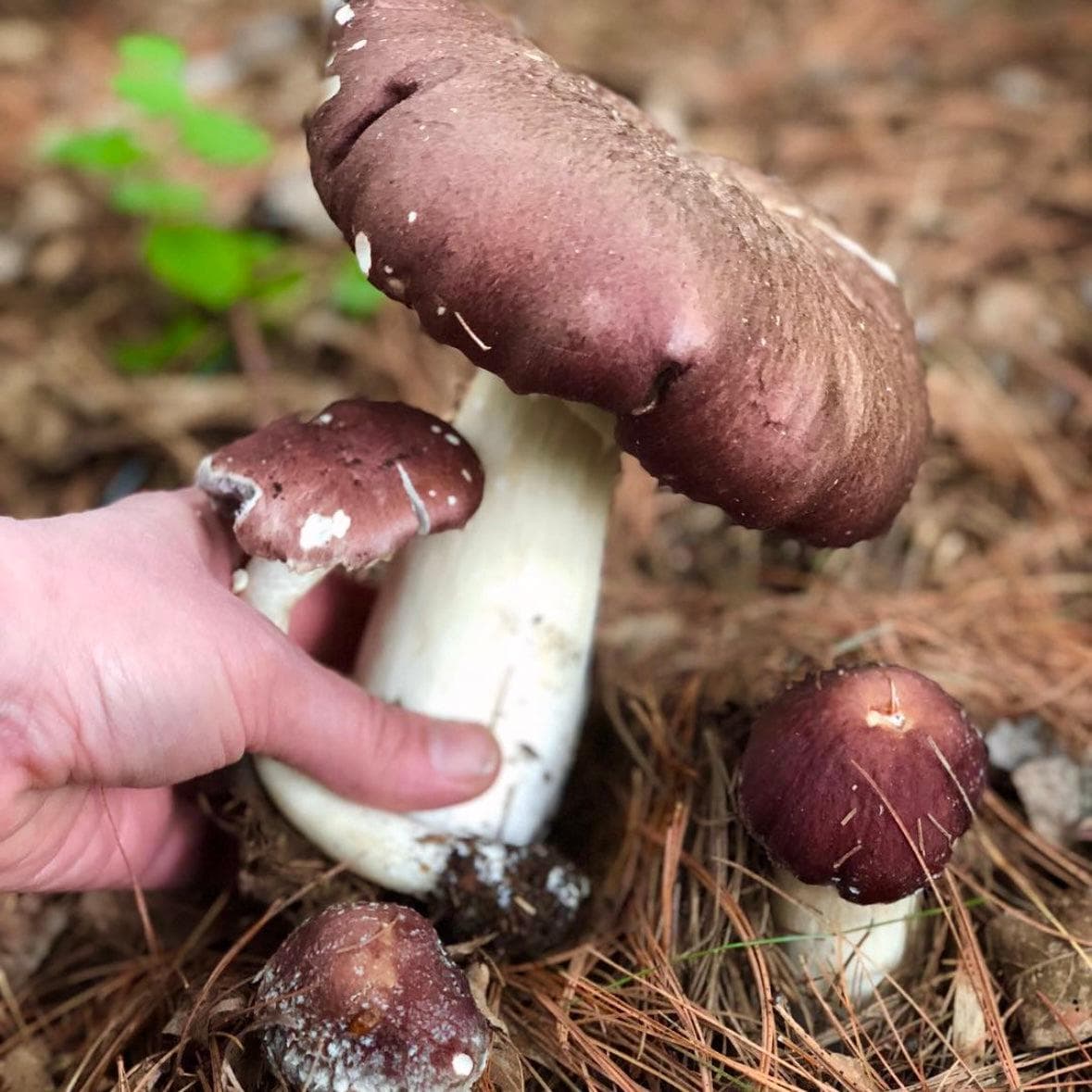 Organic Wine Cap Mushroom Sawdust Spawn - BetterGrow Hydro