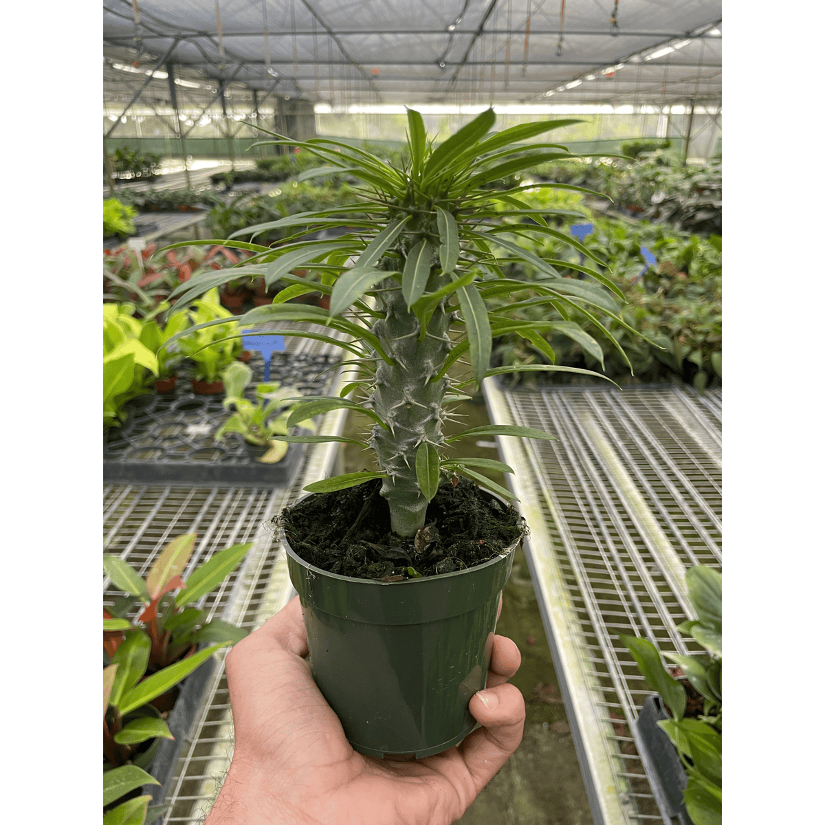 Pachypodium 'lamerei' (Madagascar Palm) - BetterGrow Hydro