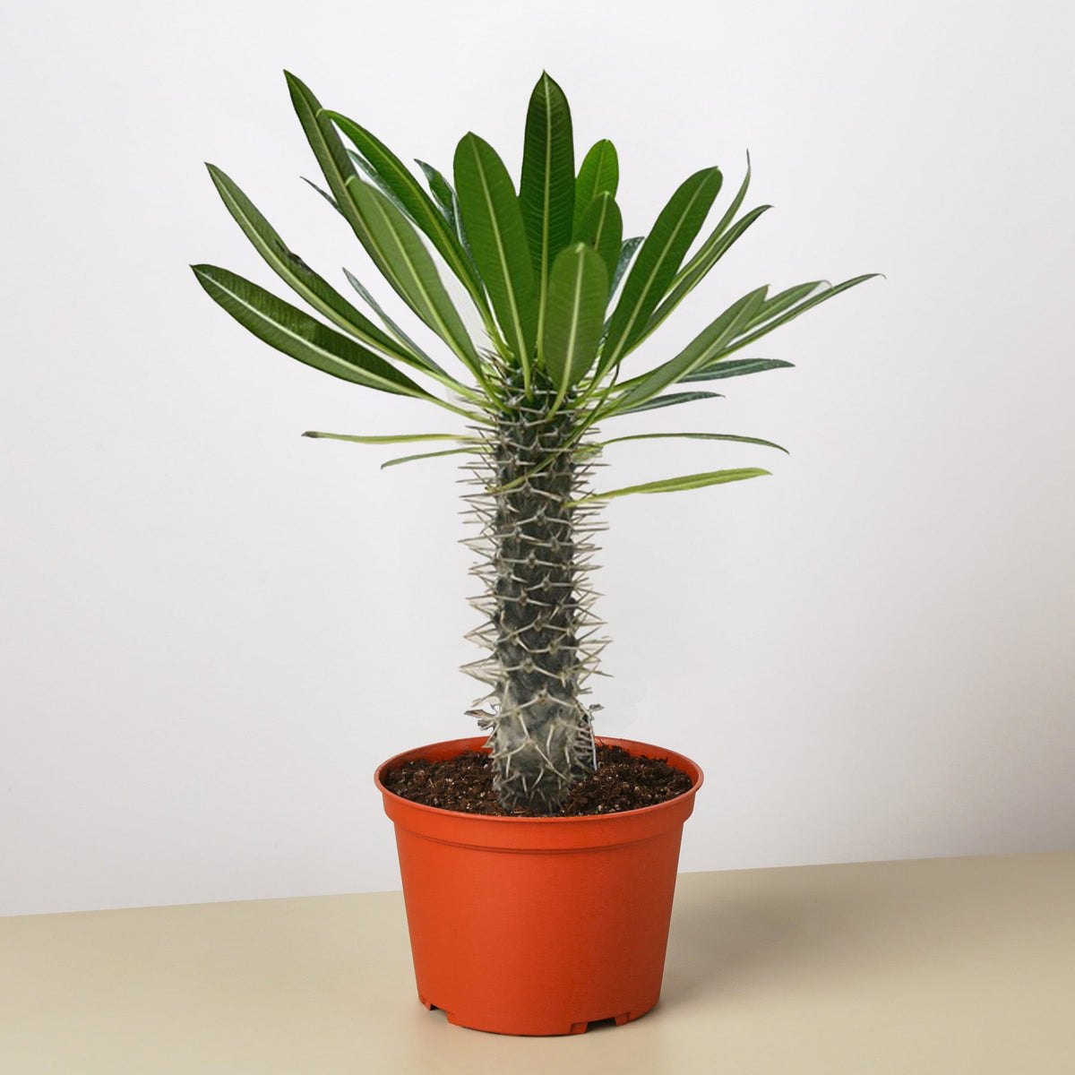 Pachypodium 'lamerei' (Madagascar Palm) - BetterGrow Hydro