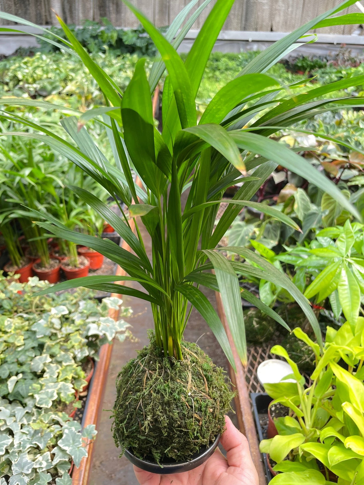 Palm Areca Kokedama - BetterGrow Hydro
