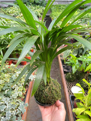 Palm Areca Kokedama - BetterGrow Hydro