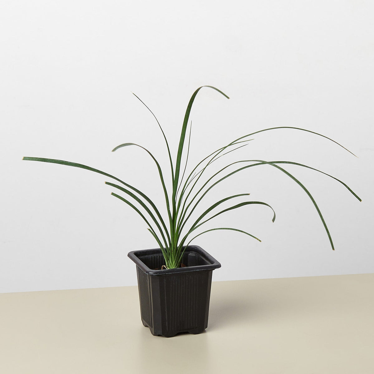 Palm Ponytail - BetterGrow Hydro